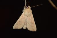 Mythimna vitellina