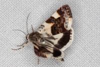 Acontia lucida