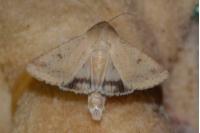 Helicoverpa armigera