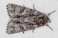 Acronicta auricoma
