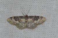 Idaea rusticata