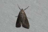 Parapoynx stratiotata
