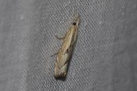 Agriphila geniculea