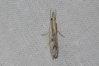 Agriphila geniculea