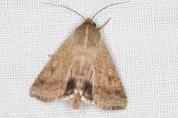 Helicoverpa armigera