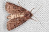 Agrotis bigramma