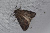 Luperina testacea