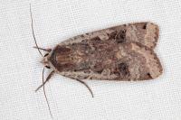 Noctua pronuba