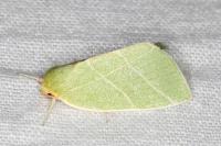 Bena bicolorana