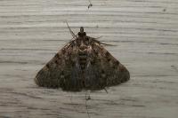 Aglossa pinguinalis