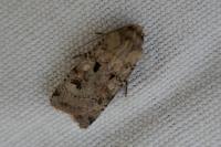 Agrotis trux