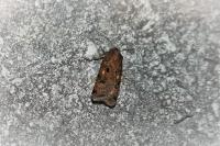 Agrotis trux