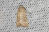 Hoplodrina ambigua/blanda