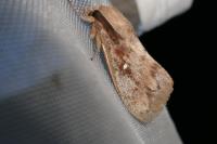 Dendrolimus pini pini