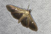 Cydalima perspectalis