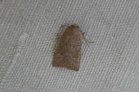 Hoplodrina ambigua