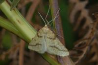 Aspitates ochrearia