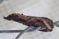 Schrankia costaestrigalis