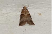 Acrobasis repandana