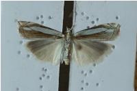 Crambus pascuella