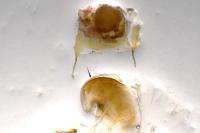 Acronicta tridens