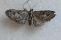 Eupithecia pusillata