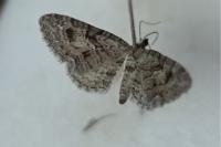 Eupithecia pusillata