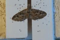 Eupithecia pusillata