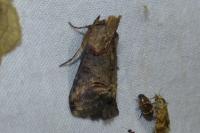 Abrostola triplasia