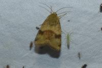 Heliothis viriplaca