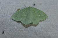 Hemistola chrysoprasaria