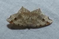 Macaria alternata
