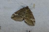 Perizoma lugdunaria