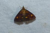 Pyrausta aurata
