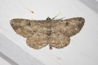Peribatodes rhomboidaria rhomboidaria