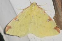 Opisthograptis luteolata