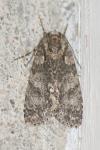 Acronicta rumicis