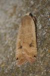 Noctua pronuba