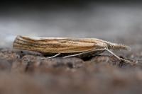 Agriphila tristella