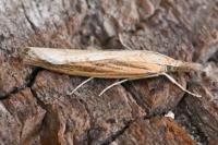 Agriphila tristella