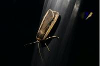 Ochropleura leucogaster