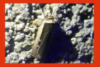 Ochropleura leucogaster