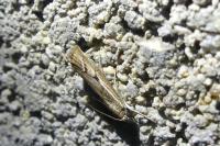 Agriphila geniculea