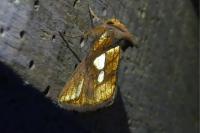 Plusia festucae