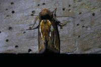 Plusia festucae