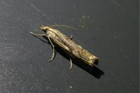 Agriphila geniculea