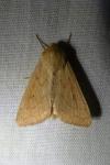 Mythimna vitellina