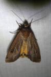 Noctua pronuba