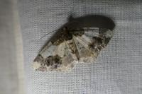 Ligdia adustata