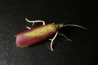 Oncocera semirubella
